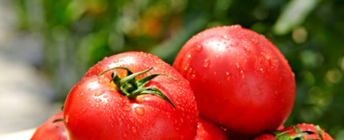 Запазете дръжките на доматите