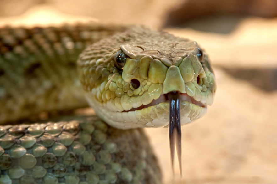 Съскаща Змия