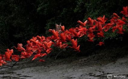 Червени ибиси в Бразилия