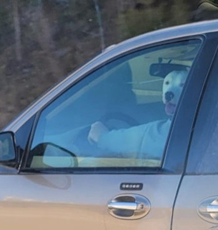 Куче шофьор