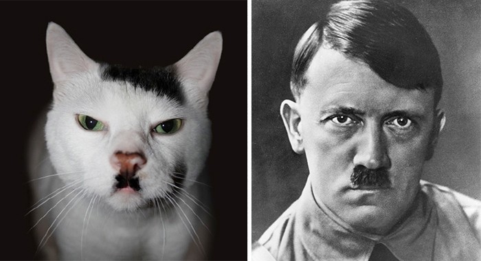 Котка, която прилича на Хитлер