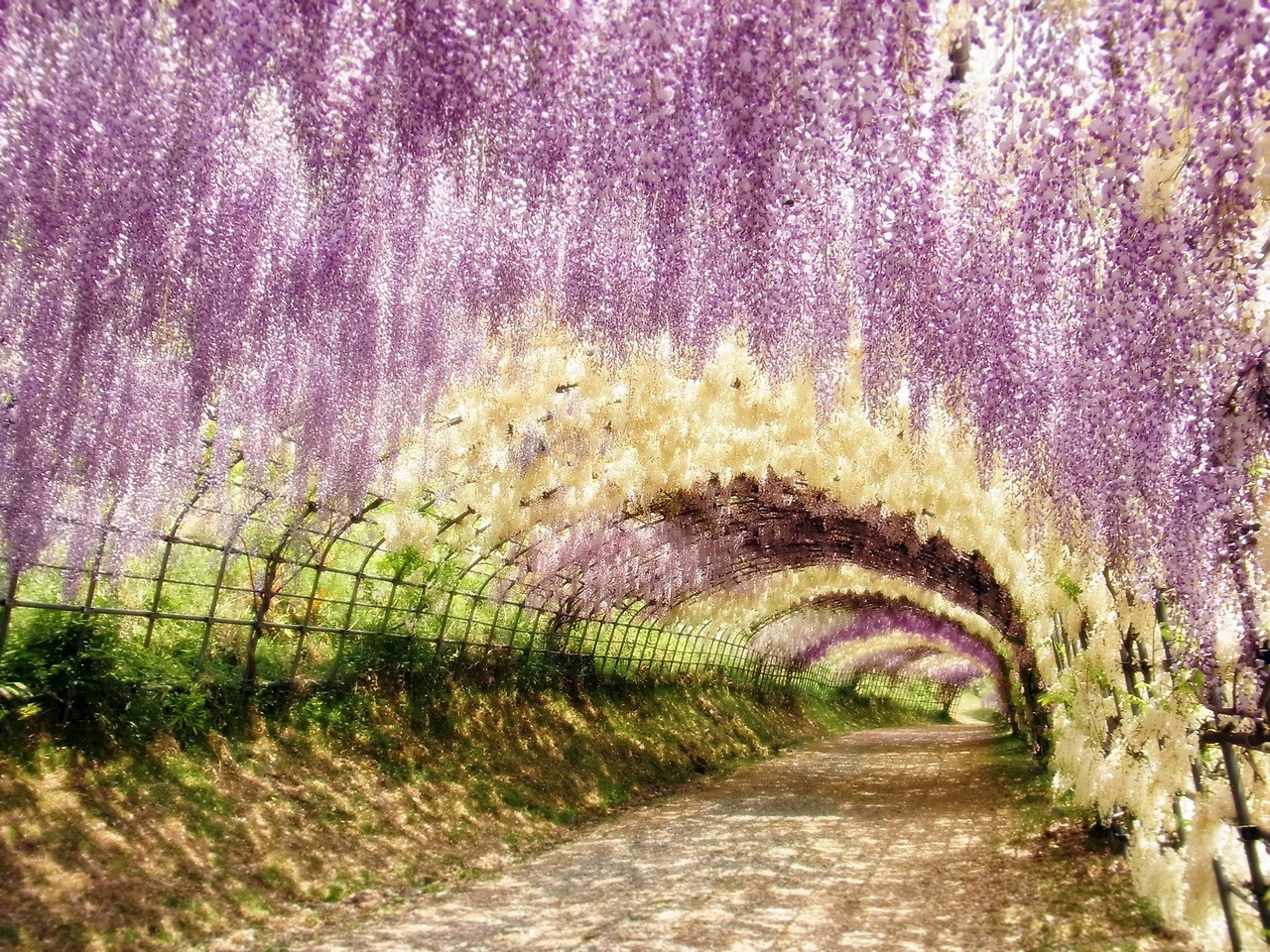 Цветен тунел, Япония
