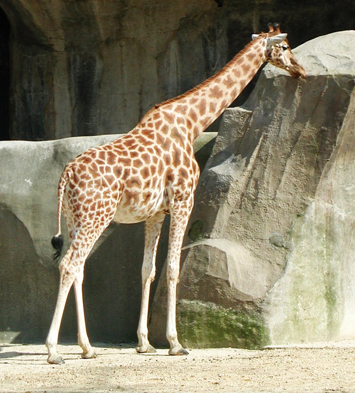 Жирафът с късите крака