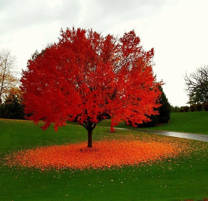 Есен в Уисконсин, САЩ