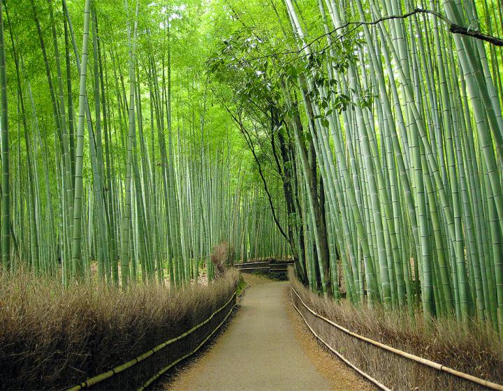 Бамбуковата гора Arashiyama, Япония