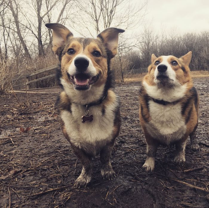 Факт: Кучетата обичат кал
