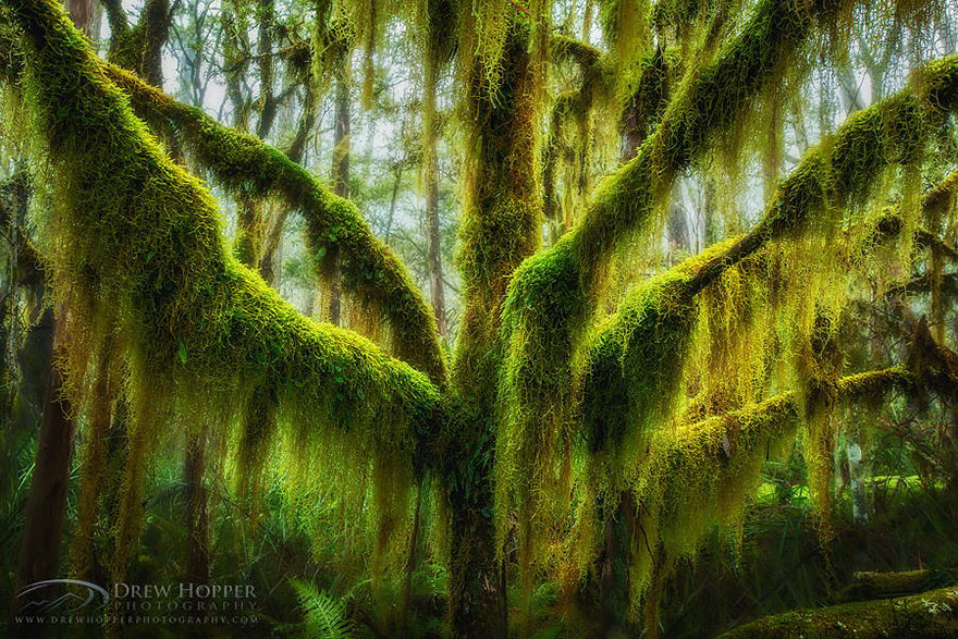 Antarctic Beech, облечен с мъх