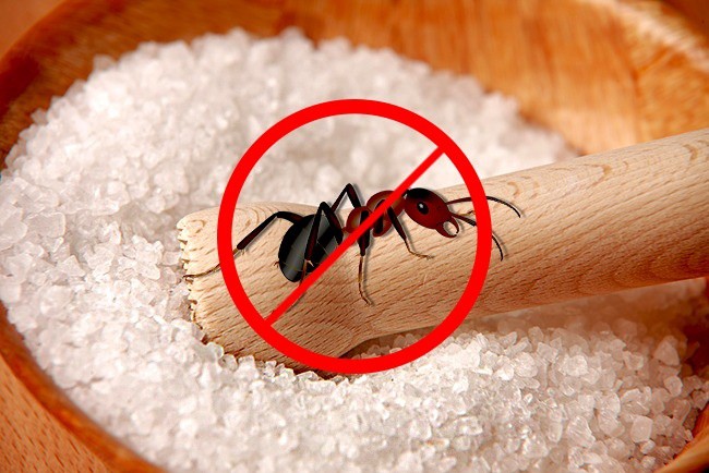 Отърви се от мравките