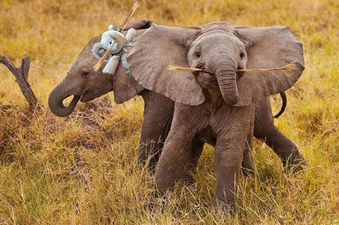 В игрички с другите слончета