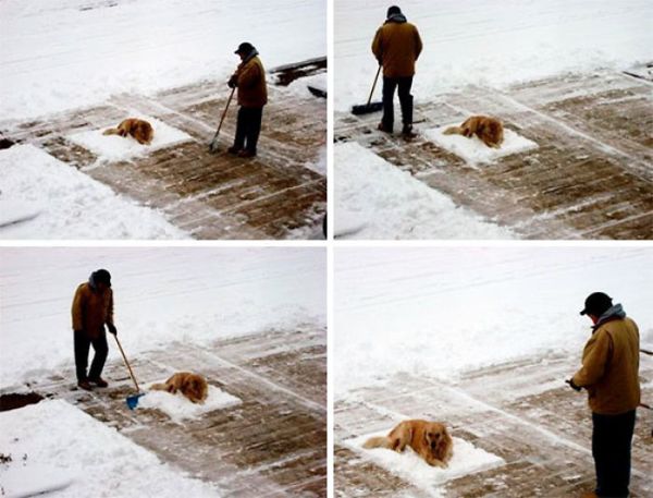 Как се почиства сняг с куче
