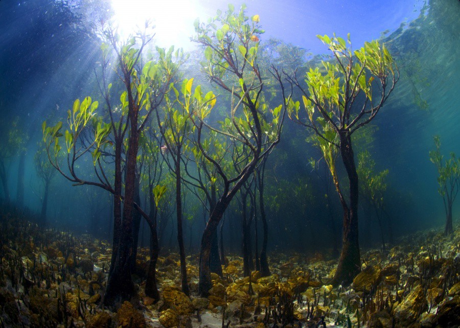 3. Млади мангрови гори под вода
