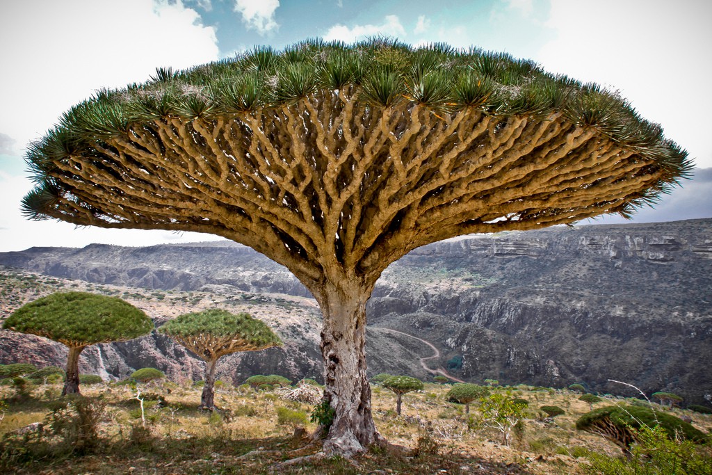 Драконови дървета, Йемен