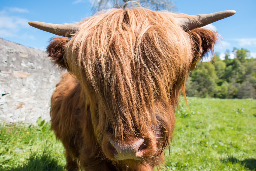 16. Шотландско високопланинско говедо
