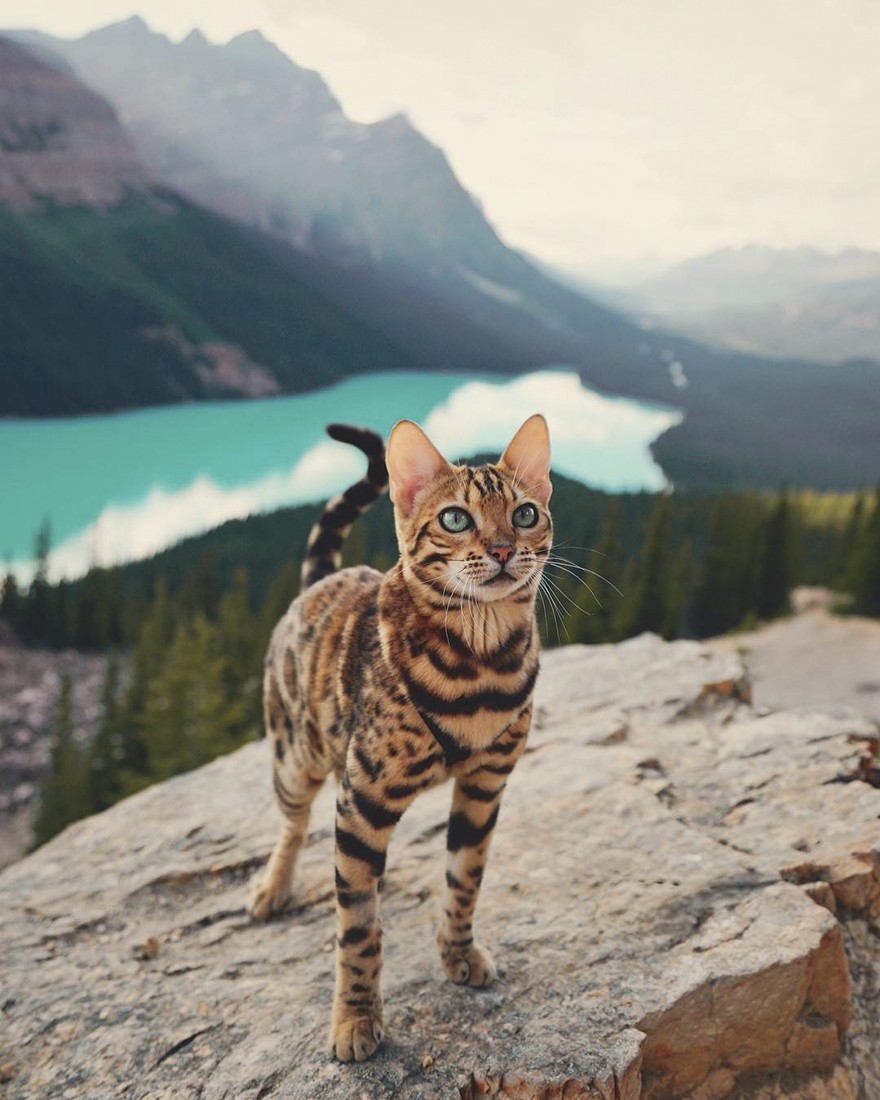 Суки: Пътуващата котка