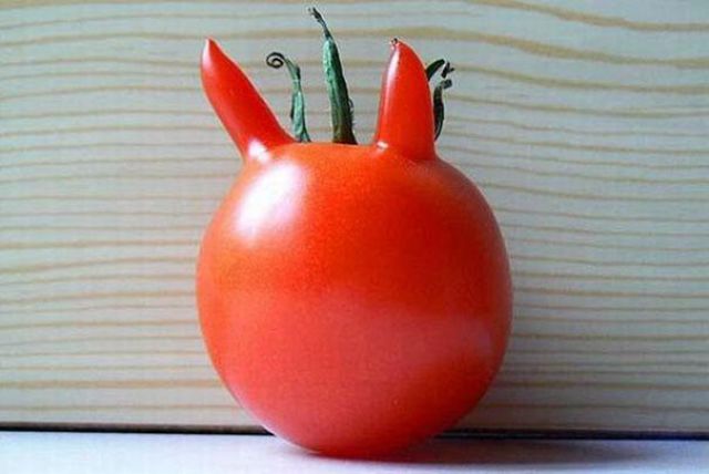Дяволът е в... доматите