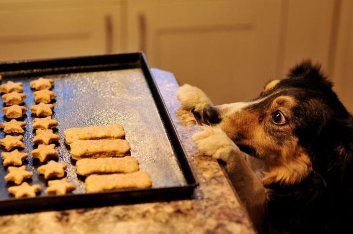 Домашно приготвени бисквитки за вашето куче