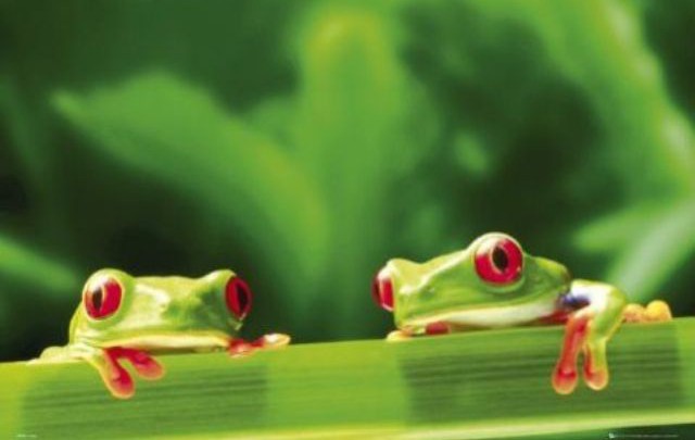 Притча за двете жаби