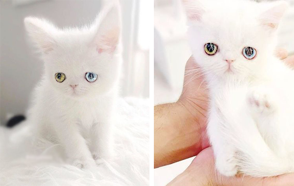Пухкавото сладурче Пам Пам – котето с най-хипнотизиращите очи