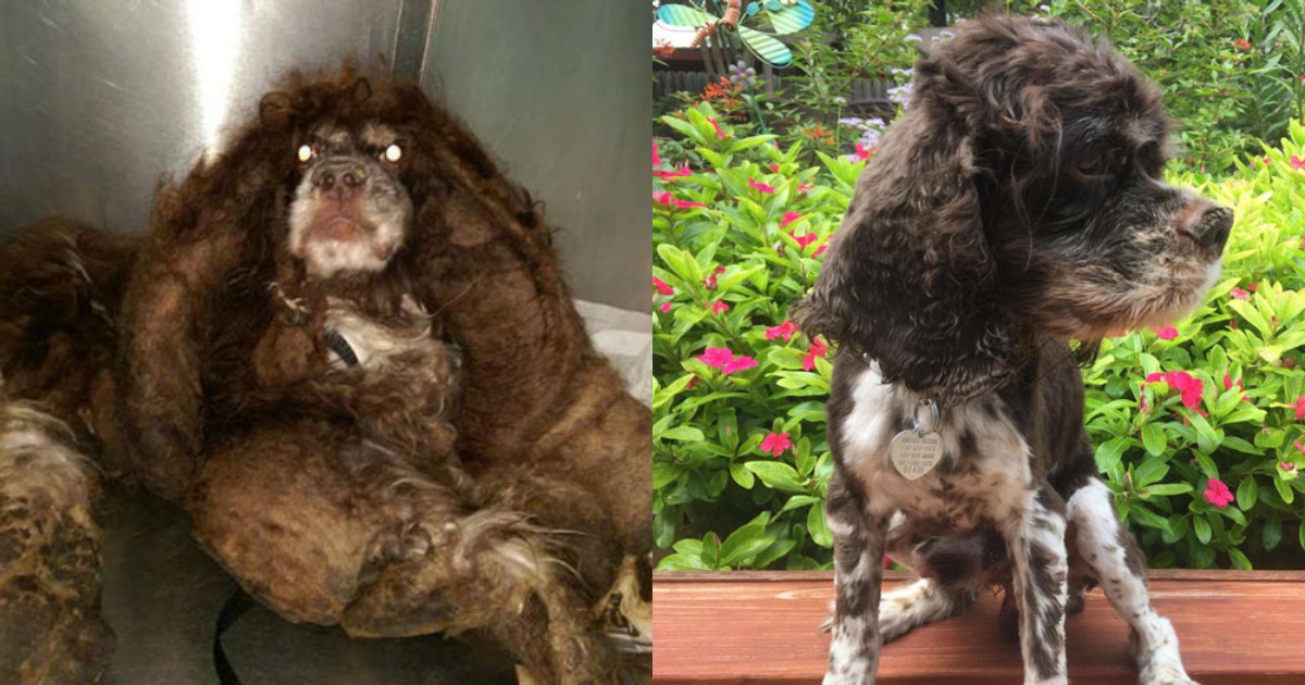Невероятната трансформация на едно изоставено кученце