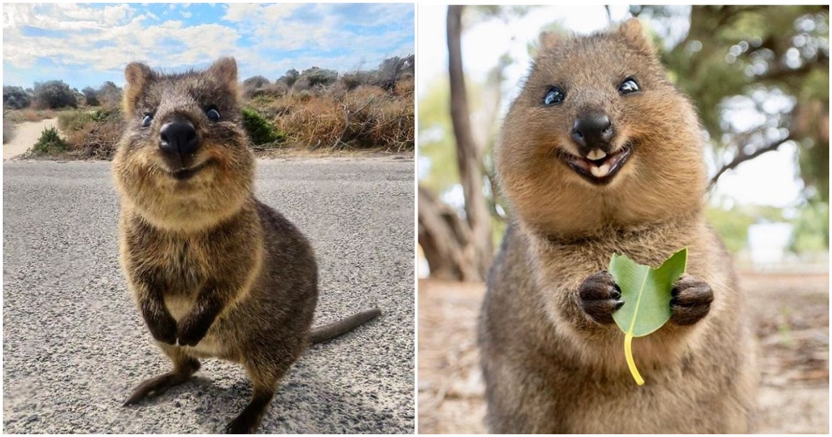 Най-щастливото животно: 11 снимки на сладките куоки