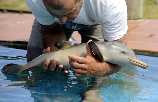 Спасяването на едно делфинче - истински докосваща история
