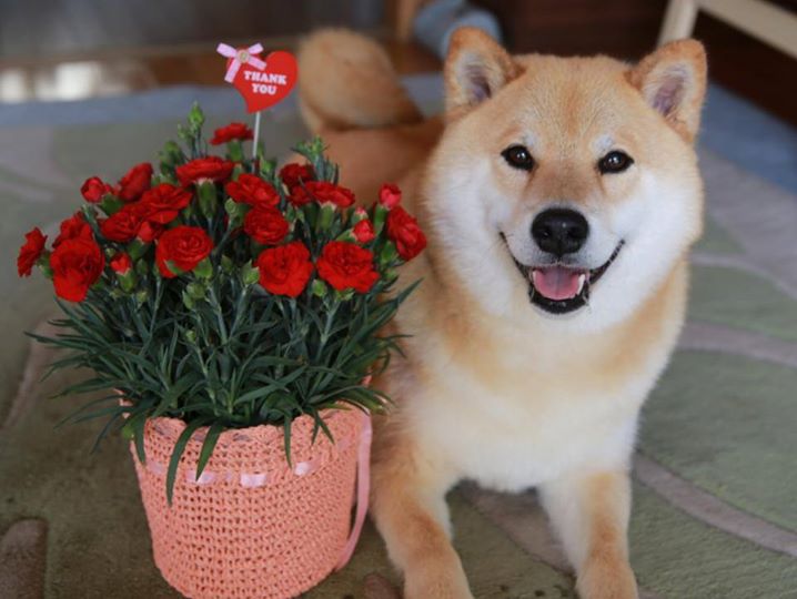 Представяме ви Мару - най-усмихнатото куче в Япония
