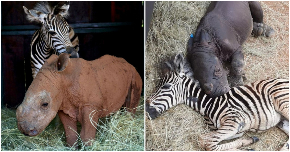 Истински приятели: Зебра и носорог, които са заедно и в трудни времена