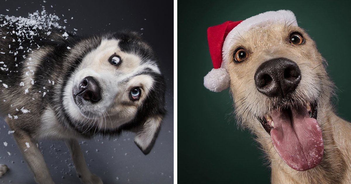 Забавно: 12 снимки на кучета в празнично настроение