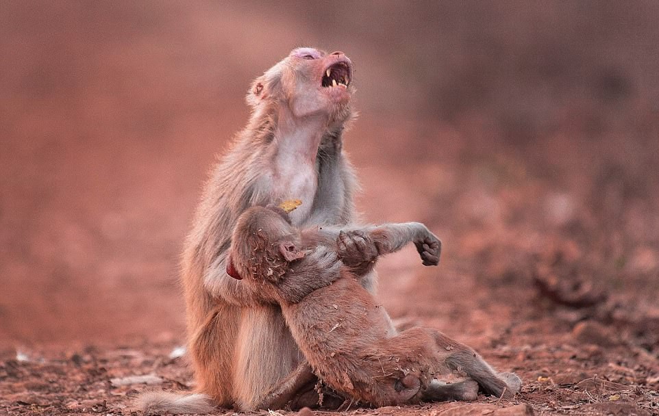 За майчината болка: Агонизираща маймуна прегръща припадналото си дете