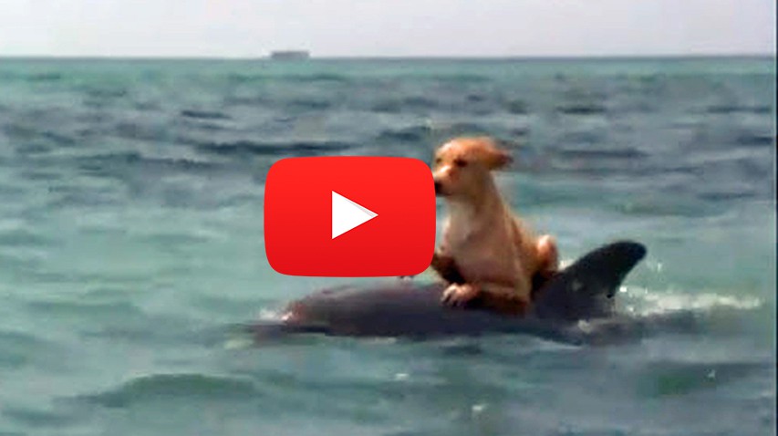 Делфин и куче - една история за приятелство, която ще ви остави без дъх