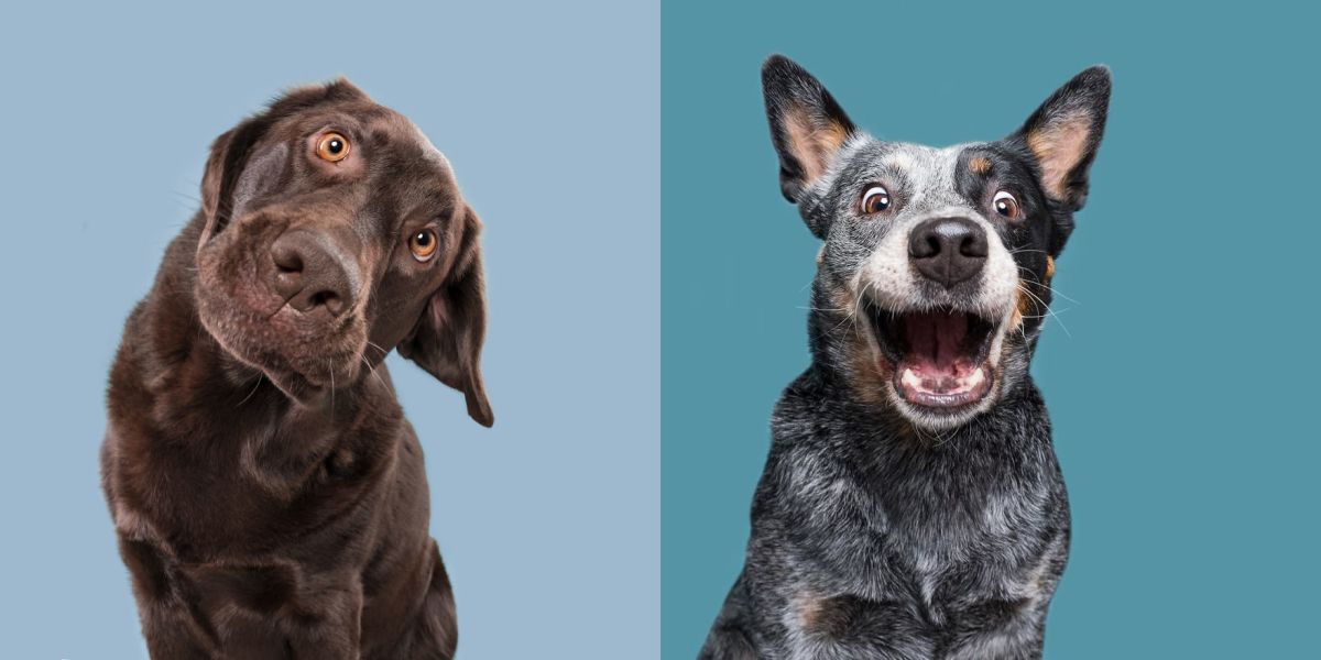 15 пухкави доказателства, че всяко куче има характер
