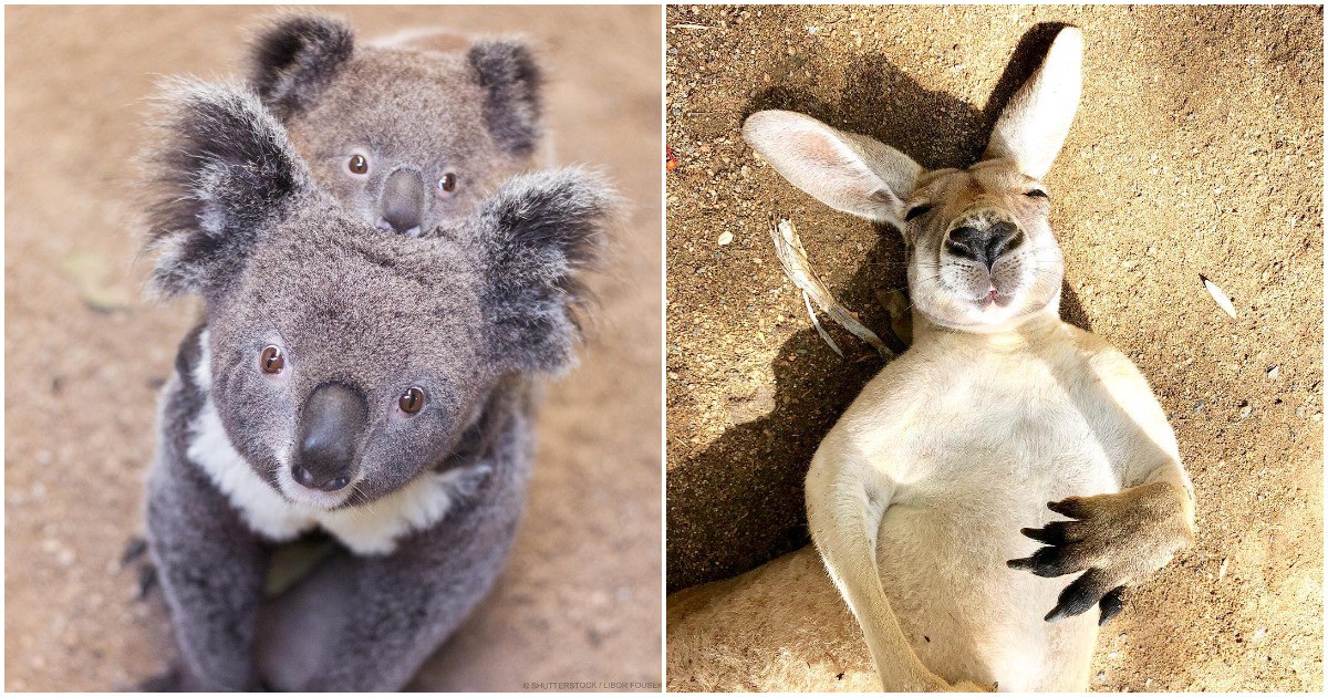 36 пухкави животни от Австралия за добро настроение