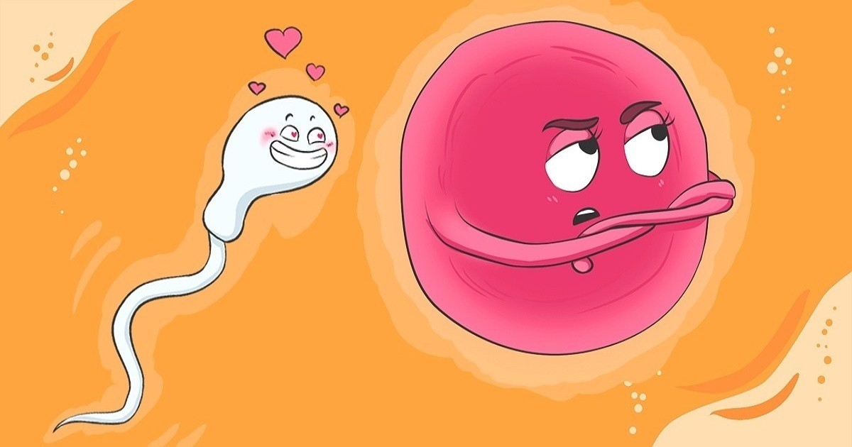 Доказано: Яйцеклетката избира сперматозоида, а не обратното