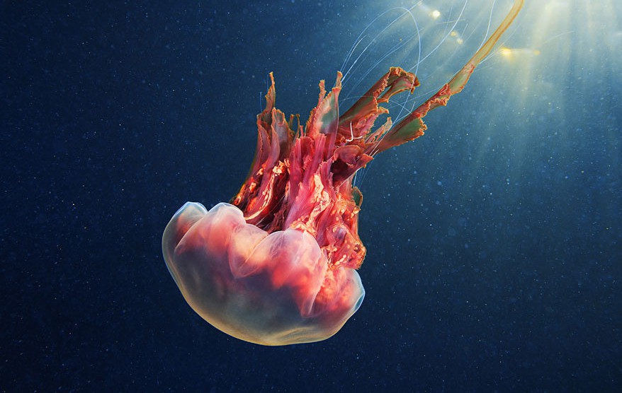 Извънземната красота на медузите