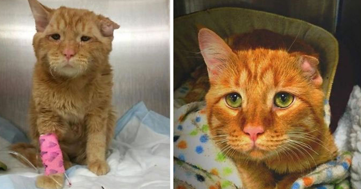 Преди и сега: 21 снимки на котета, спасени от улицата