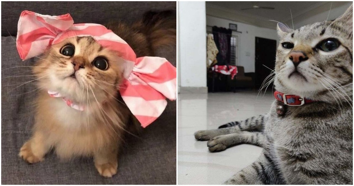 Забавно: 15 снимки, които доказват, че котките са най-комичните животни