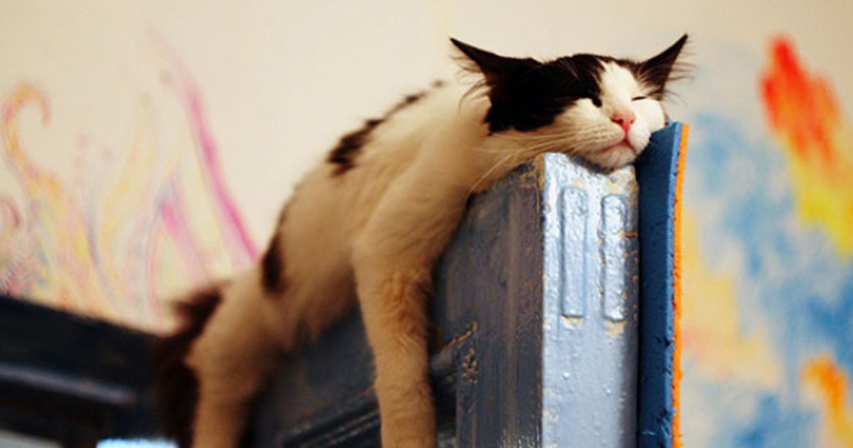 Блажена сладост: 23 изобретателни котки, за които сънят е всичко