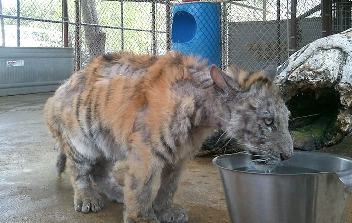 Вижте невероятното възстановяване на това тигърче, спасено от цирка