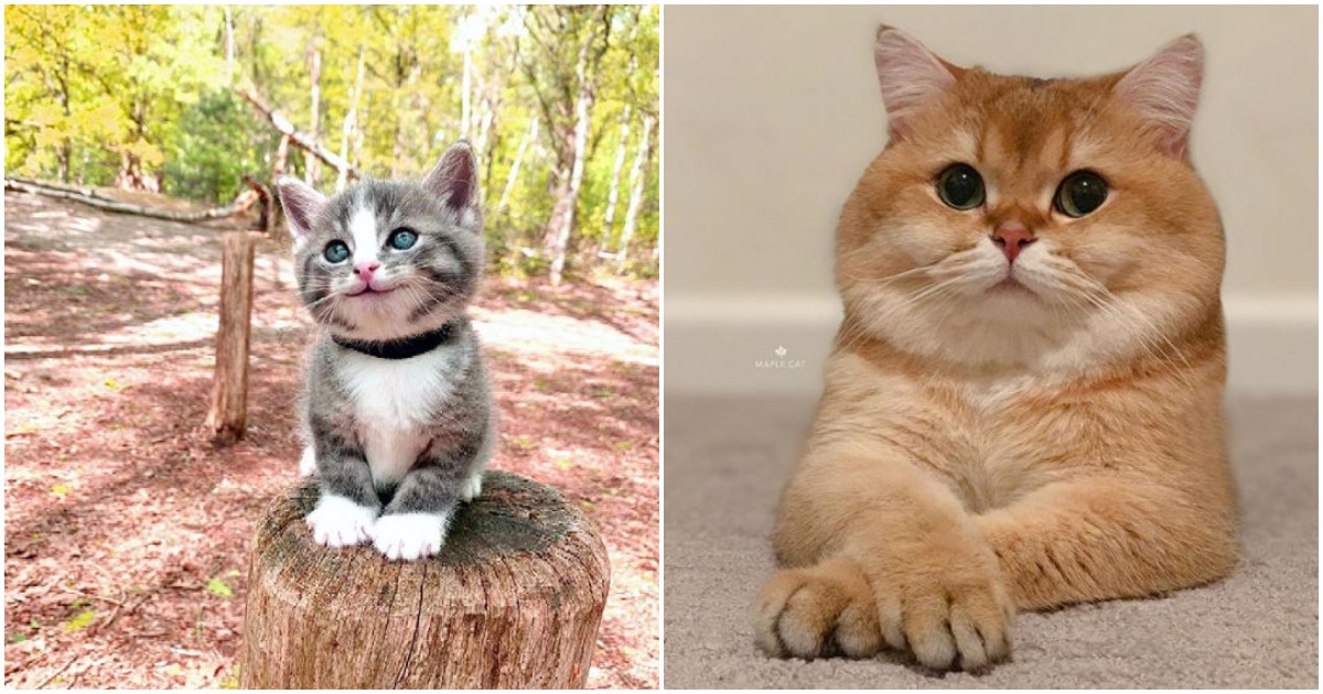 Пухкава радост: 15 снимки на котки, които ще ви подействат успокояващо