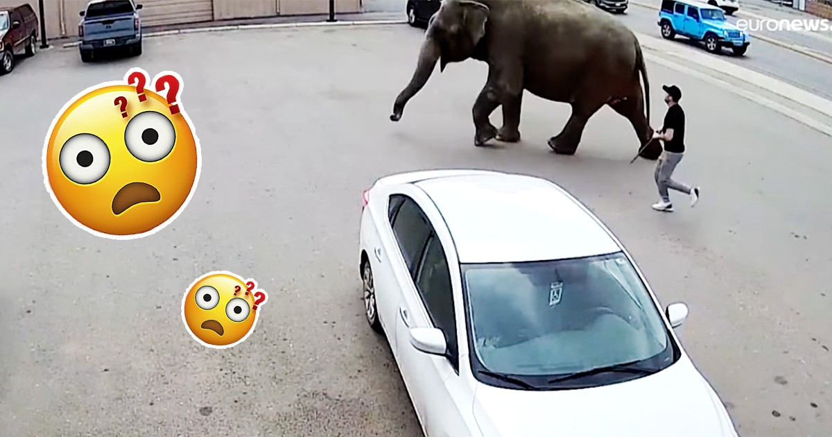 Слон се разходи по улиците на американски град, след като избяга от цирка (ВИДЕО) width=