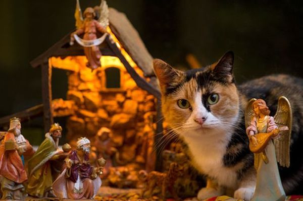 18 котенца, които искат да бъдат част от коледната украса за Рождество Христово