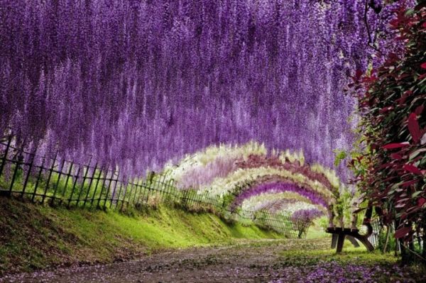 Тунелът от цветя в Япония ще те накара да ахнеш