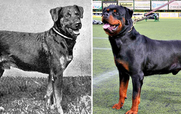 Как са се променили кучешките породи през последните 100 години