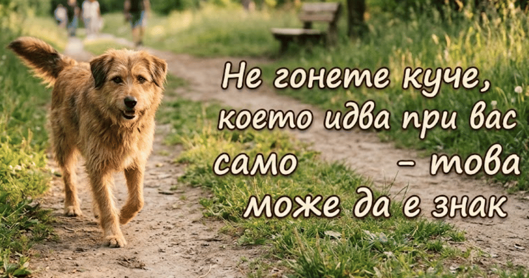 Не гонете куче, което идва при вас само - това може да е знак