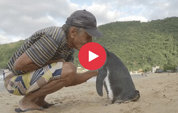 За най-преданата любов: Пингвин плува 8 000 км, за да види спасителя си (Видео)