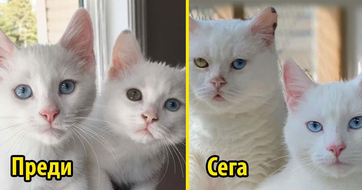 Най-сладката трансформация: Как се променят 20 пухкави котета само за месеци