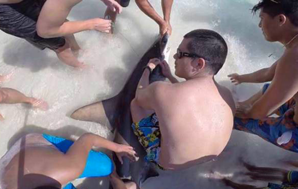 Безкористна постъпка: Братя спасиха ранена акула (Видео)