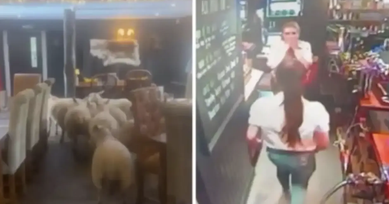Стадо овце нахлу в супермаркет (ВИДЕО)
