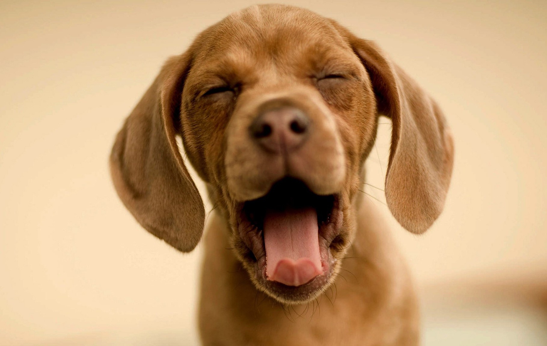 10 изненадващи начина, по които кучето ти казва „Обичам те”