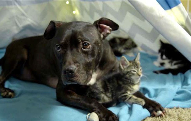 Питбул, спасен от боеве с кучета, сега живее в компанията на котета